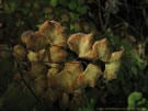 Close-up photo of a dying leaf, Radal Siete Tasas National Park.