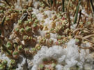 Growing in Salt:Sarcocornia pulvinata