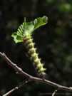 Caterpillar at work:
