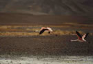A pair of flying flamingoes near Salar de Maricunga.