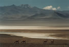 An image of four guanacos grazing on the slopes, with the Salar of Pedernales and Cerro La Nuez behind, Chile.